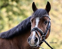 dressage horse My Lucky Strike (German Riding Pony, 2016, from Movie Star)