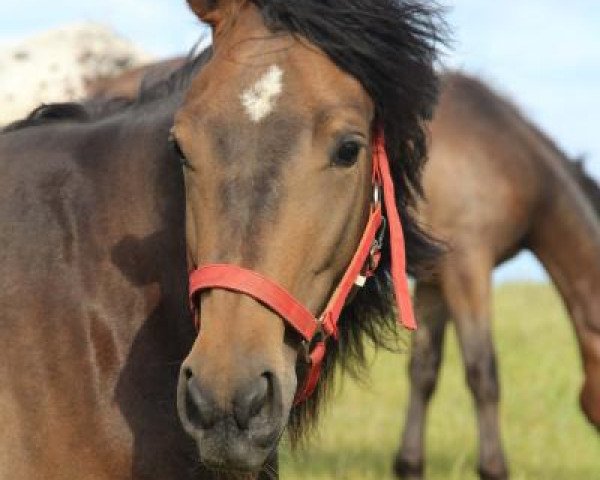 horse Sweet Wild Honey D (Little German Riding Horse, 2010, from Shimano Sch BSch)