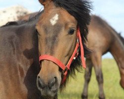 Pferd Sweet Wild Honey D (Kleines deutsches Reitpferd, 2010, von Shimano Sch BSch)