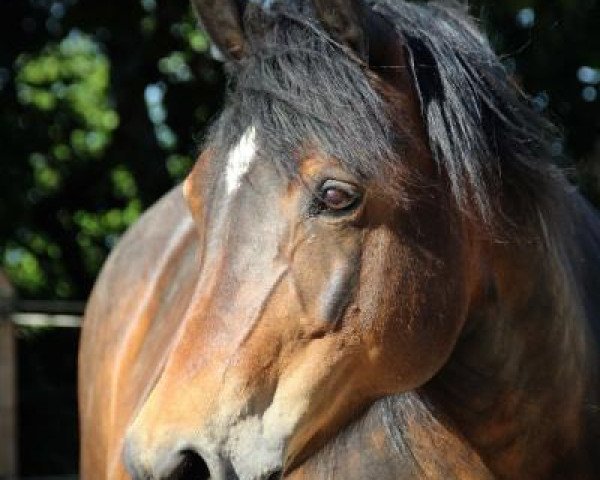 broodmare C-Donna (German Riding Pony,  , from Moraco)