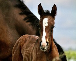 Springpferd Daisy (Hannoveraner, 2022, von Diaron OLD)