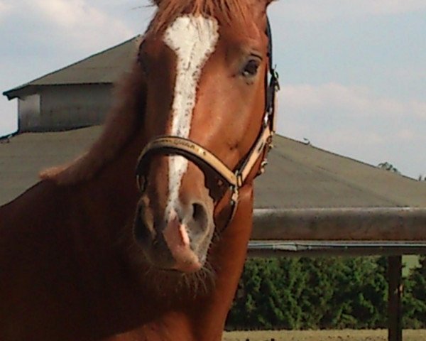 dressage horse Lavinia (Hanoverian, 2008, from Londontime)