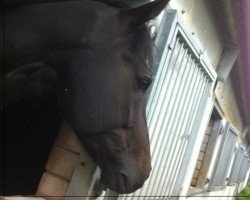 dressage horse Leon (Hanoverian, 2001, from Lanciano)