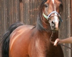 horse Delano ox (Arabian thoroughbred, 1995, from Vehlan ox)