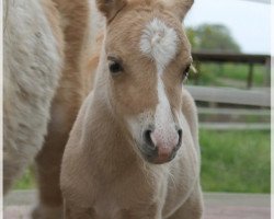 horse Greylight Curcuma Kiss (Dt.Part-bred Shetland pony, 2012, from A Confetti Kiss)