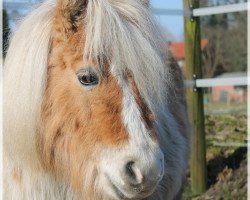 Zuchtstute Silbersee's Tatjana (Shetland Pony, 2003, von Helawi Morning Sun)