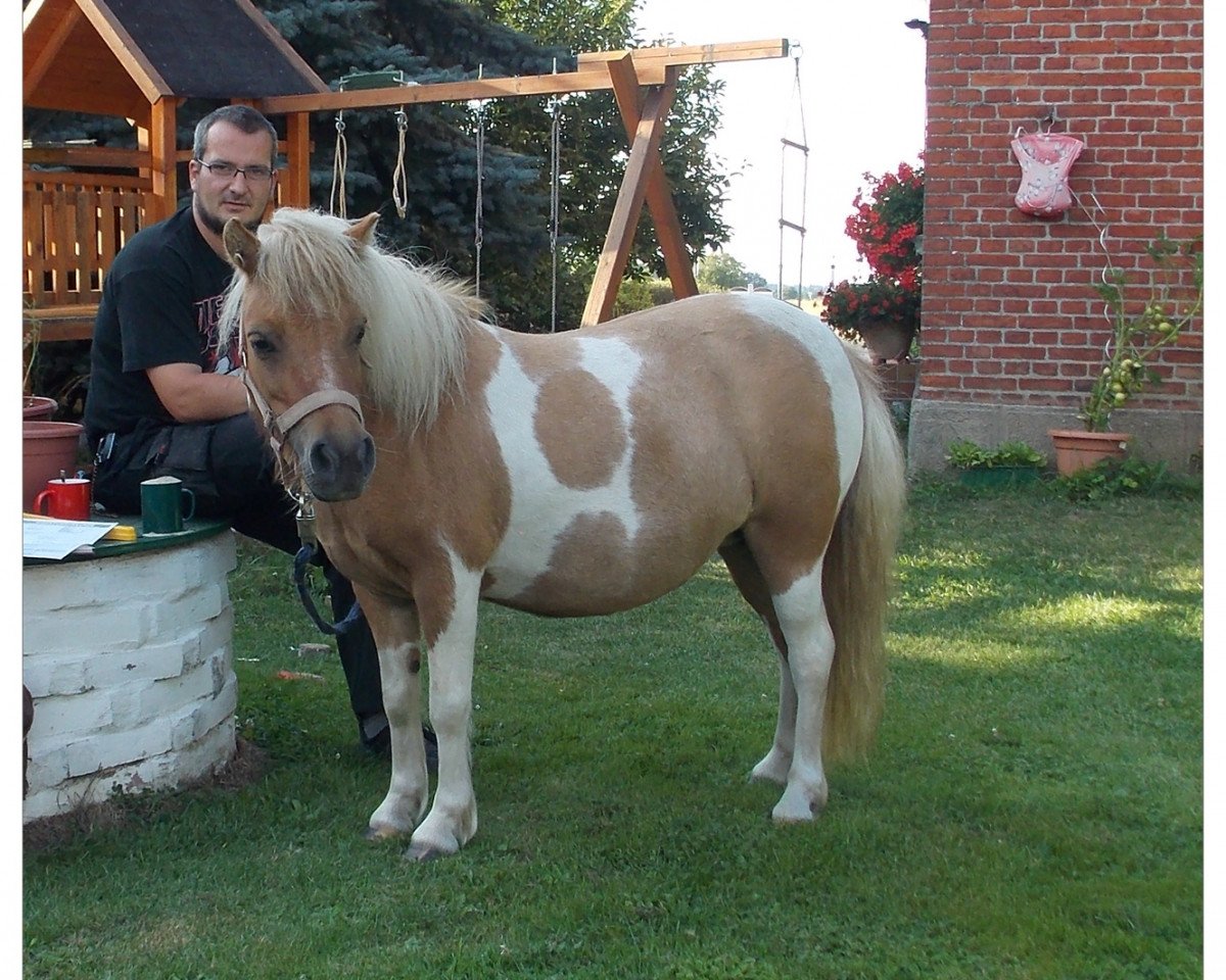 broodmare Farella v. Buchberg (Shetland Pony, 2004, from Frisco v. Oberland)