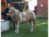 Zuchtstute Farella v. Buchberg (Shetland Pony, 2004, von Frisco v. Oberland)