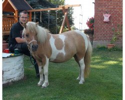 Zuchtstute Farella v. Buchberg (Shetland Pony, 2004, von Frisco v. Oberland)