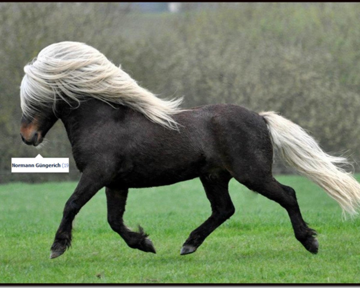 stallion Luxus (Shetland Pony, 2000, from Lowieke v. Bunswaard)