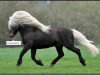 Deckhengst Luxus (Shetland Pony, 2000, von Lowieke v. Bunswaard)