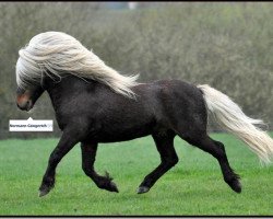 stallion Luxus (Shetland Pony, 2000, from Lowieke v. Bunswaard)