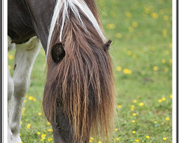 broodmare Vivian v. stal slatman (Shetland Pony, 2004, from Stjernens Carlos)