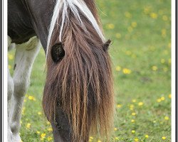 Zuchtstute Vivian v. stal slatman (Shetland Pony, 2004, von Stjernens Carlos)