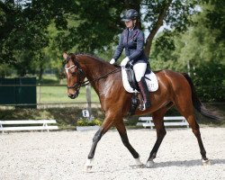 jumper Valerio 31 (Hanoverian, 2016, from Vilancio)