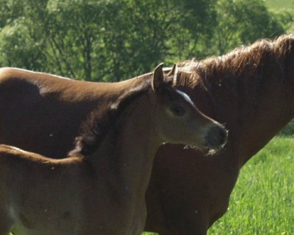 broodmare KK Saleemah Bint Shaiga ox (Arabian thoroughbred, 2012, from Ghayatan ox)