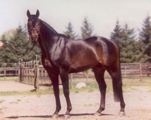 stallion Concinales xx (Thoroughbred, 1991, from Acatenango xx)