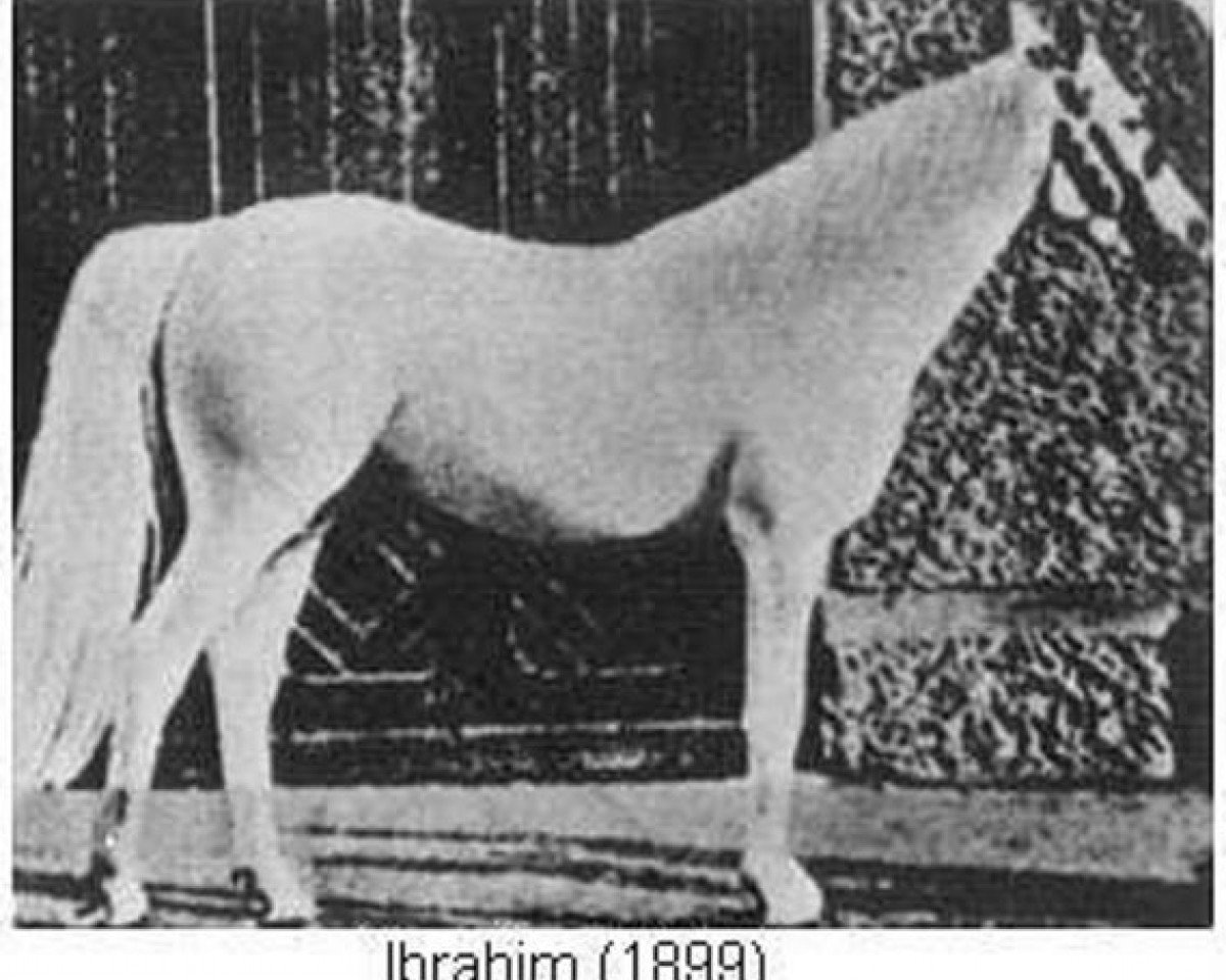 stallion Ibrahim 1899 ox (Arabian purebred, 1899, from Heijer 1889 DB)