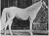 Deckhengst Ibrahim 1899 ox (Vollblutaraber, 1899, von Heijer 1889 DB)