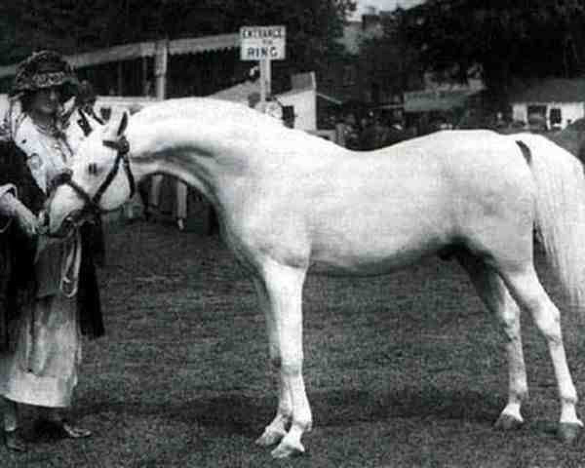 stallion Skowronek 1909 ox (Arabian purebred, 1909, from Ibrahim 1899 ox)