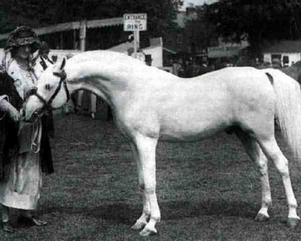 stallion Skowronek 1909 ox (Arabian thoroughbred, 1909, from Ibrahim 1899 ox)