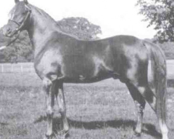 stallion Rissam 1928 ox (Arabian thoroughbred, 1928, from Naseem 1922 ox)