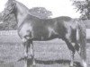 stallion Rissam 1928 ox (Arabian thoroughbred, 1928, from Naseem 1922 ox)