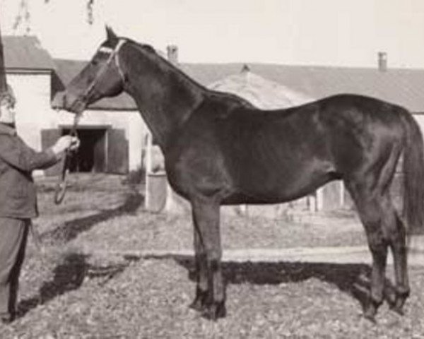 stallion Singapur xx (Thoroughbred, 1967, from Antej xx)