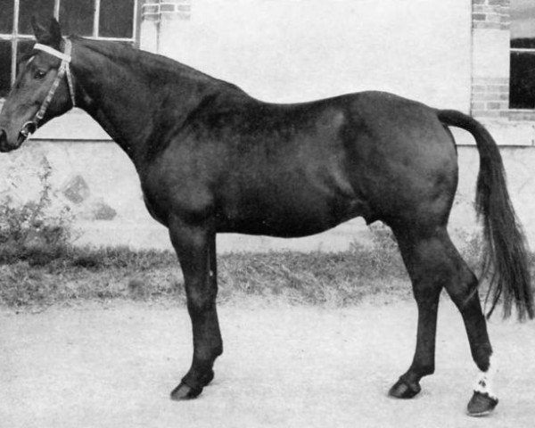 stallion Arthy (Selle Français, 1966, from Prince Du Cy)
