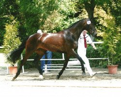 Zuchtstute Adela (Deutsches Sportpferd, 2006, von Askanier)