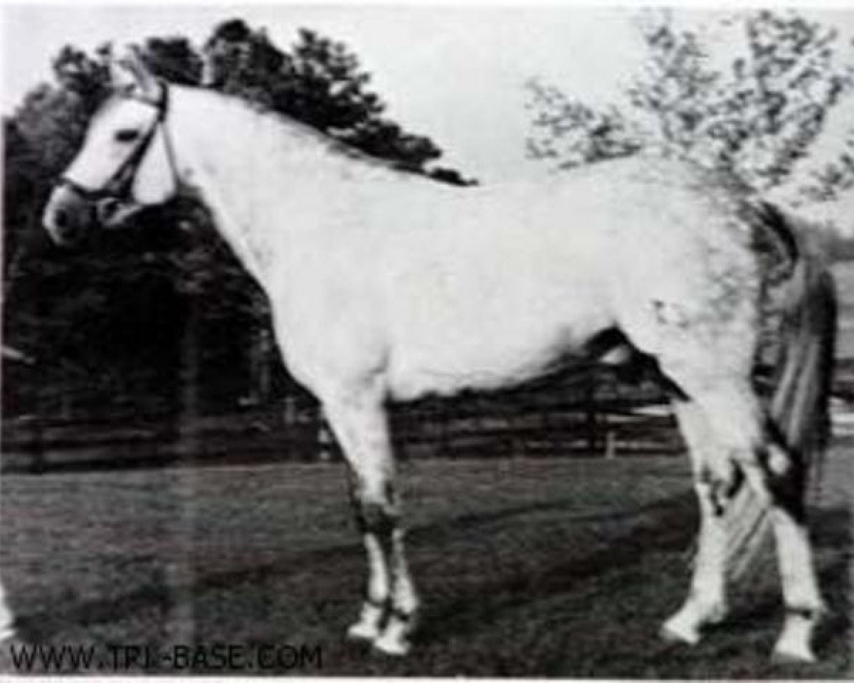 stallion Magnet (Trakehner, 1964, from Pregel)
