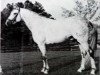 stallion Magnet (Trakehner, 1964, from Pregel)