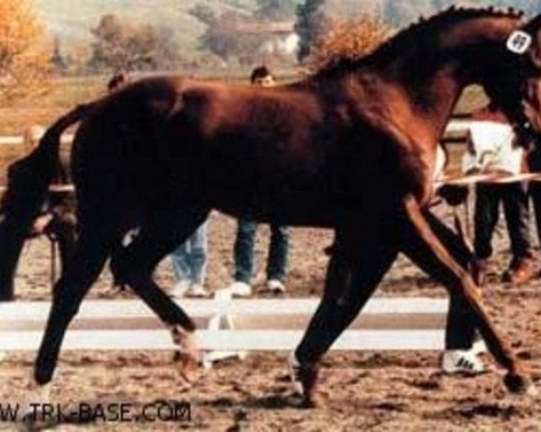Pferd Bonito xx (Englisches Vollblut, 1974, von Literat xx)