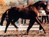 Pferd Bonito xx (Englisches Vollblut, 1974, von Literat xx)
