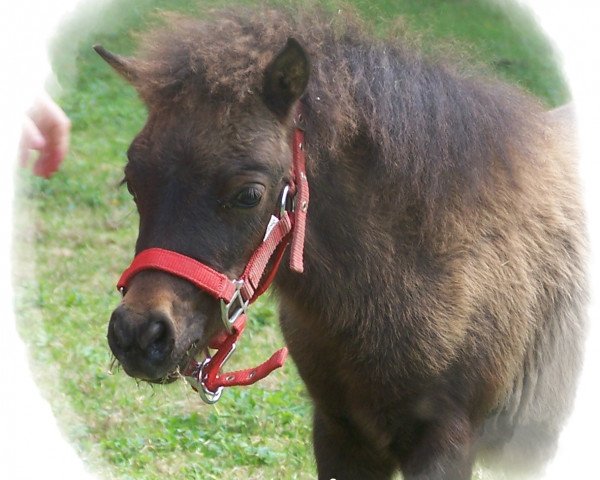 dressage horse Amy of Bavarian Sea (Rhinelander, 2012, from Incus)