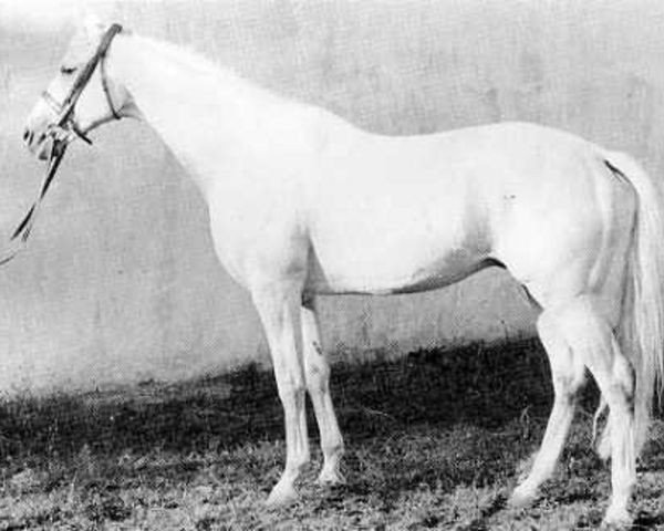 stallion Manometer xx (Thoroughbred, 1953, from Abendfrieden xx)