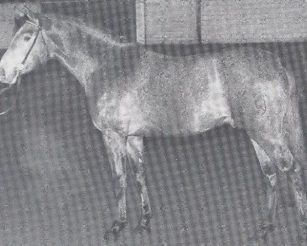 Deckhengst Calvados I (Holsteiner, 1974, von Cor de la Bryère)