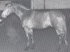 stallion Calvados I (Holsteiner, 1974, from Cor de la Bryère)
