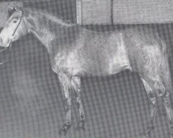 stallion Calvados I (Holsteiner, 1974, from Cor de la Bryère)