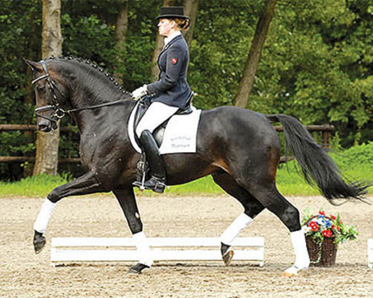 Deckhengst Light and Easy (Hannoveraner, 2003, von Laurentio)