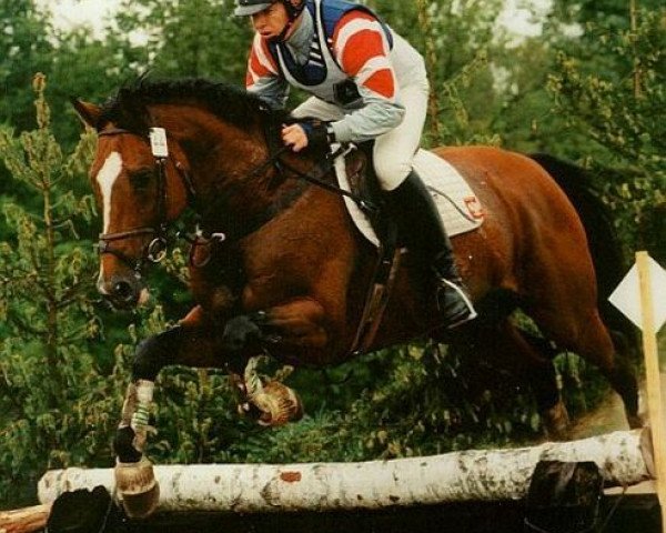 stallion Bujak (Great Poland (wielkopolska), 1989, from Sir Shostakovich xx)