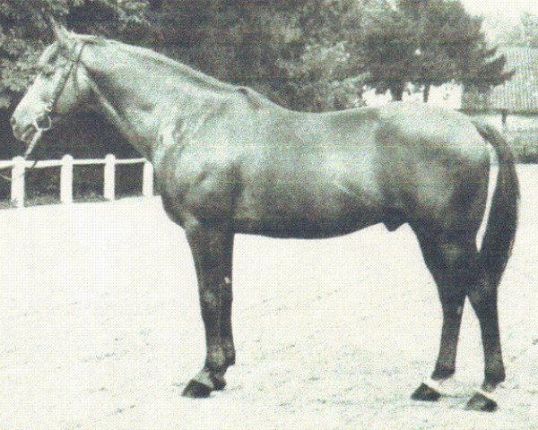 stallion Massondo AA (Anglo-Arabs, 1955, from Mardochee AA)
