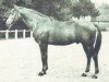 horse Massondo AA (Anglo-Arabs, 1955, from Mardochee AA)