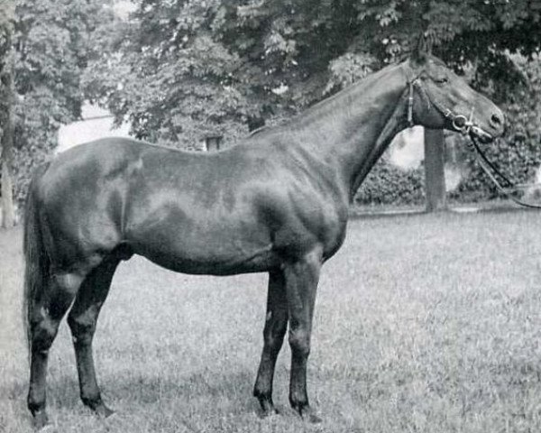 horse Arlequin AA (Anglo-Arabs, 1963, from Massondo AA)