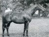 stallion Arlequin AA (Anglo-Arabs, 1963, from Massondo AA)