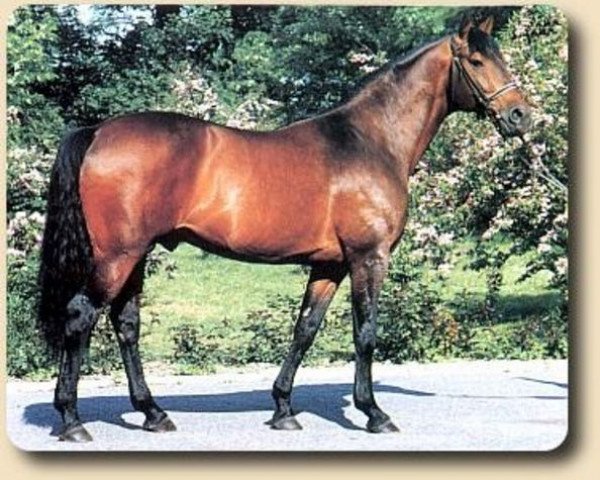 horse Kwartet AA (Anglo-Arabs, 1982, from Arlequin AA)