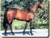 stallion Kwartet AA (Anglo-Arabs, 1982, from Arlequin AA)
