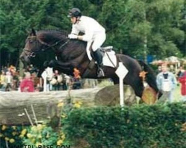 stallion Fontainbleau (Trakehner, 1991, from Rockefeller)