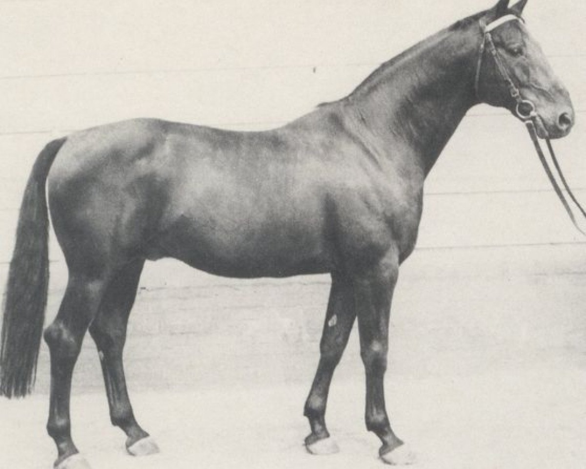 stallion Kadett (Hanoverian, 1963, from Kurier)