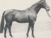 stallion Kadett (Hanoverian, 1963, from Kurier)